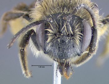 Media type: image;   Entomology 609511 Aspect: head frontal view